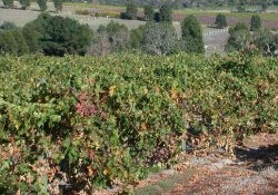 vineyard-in-mclaren-vale-300x175